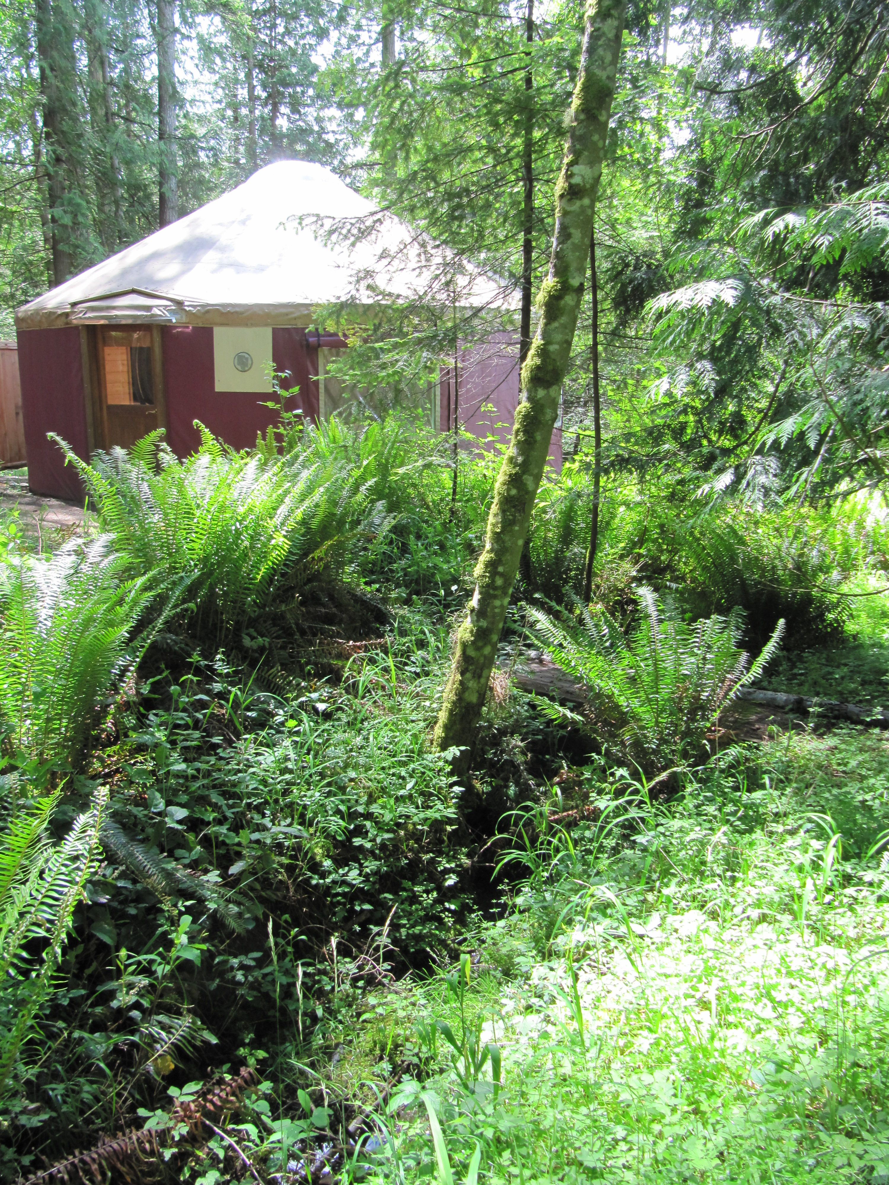 Airbnb accommodation short term vaction rental yurt on Salt Spring Island
